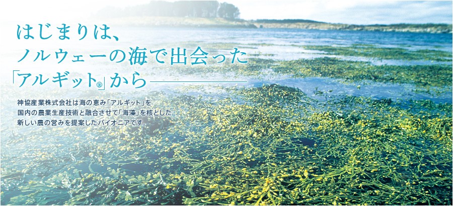 潮の引いた海辺に広がる海藻